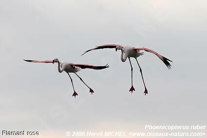 Greater Flamingoadult breeding