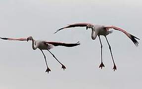 Greater Flamingo