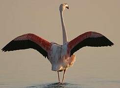 Flamant rose