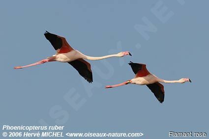 Flamant roseadulte nuptial