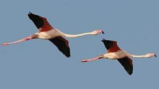 Flamant rose