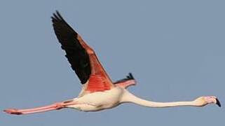 Greater Flamingo