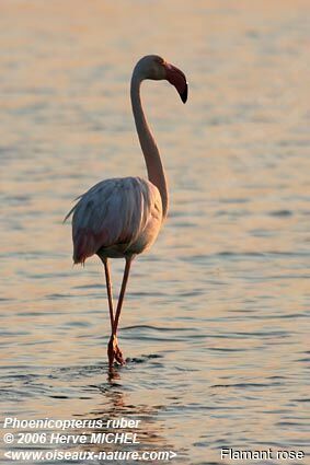 Flamant roseadulte nuptial