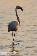 Flamant rose