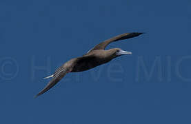 Brown Booby