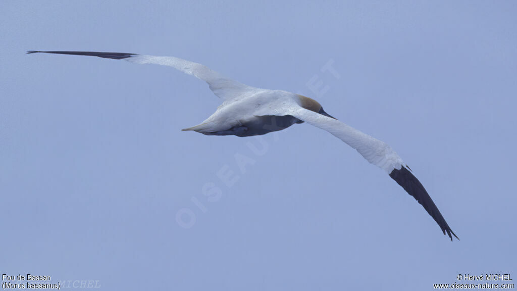 Northern Gannet