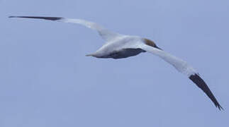 Northern Gannet