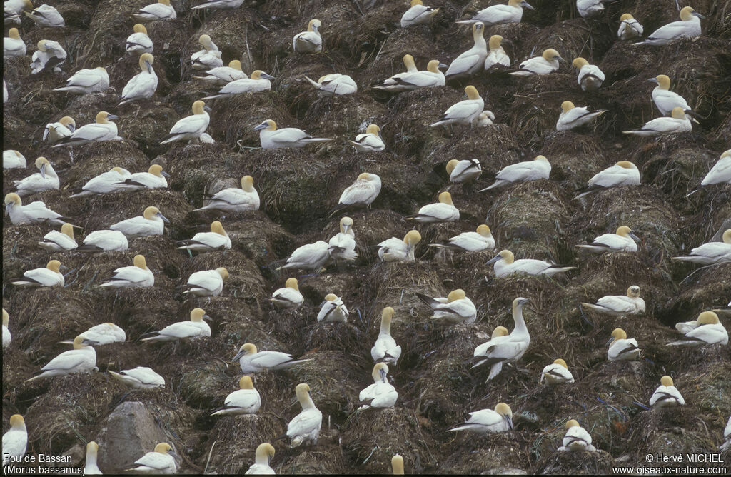 Northern Gannet