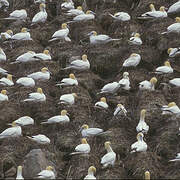 Northern Gannet