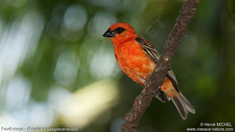 Red Fodyadult breeding