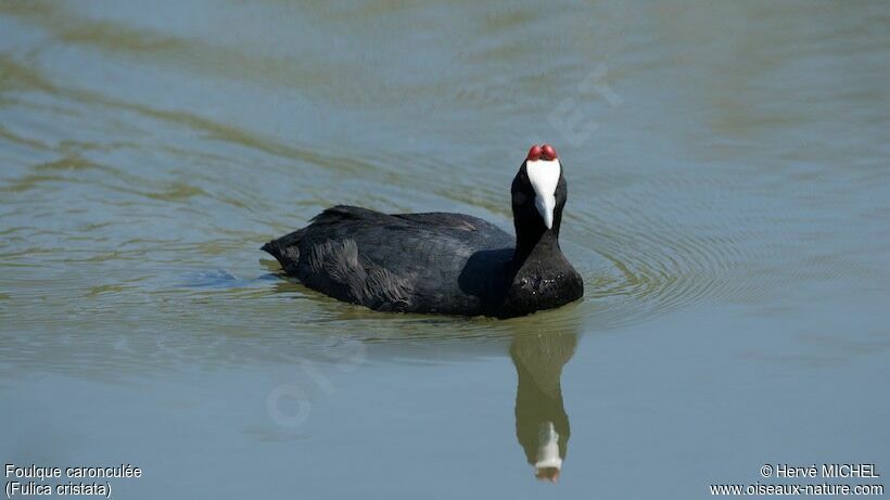 Red-knobbed Coot