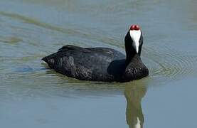 Red-knobbed Coot