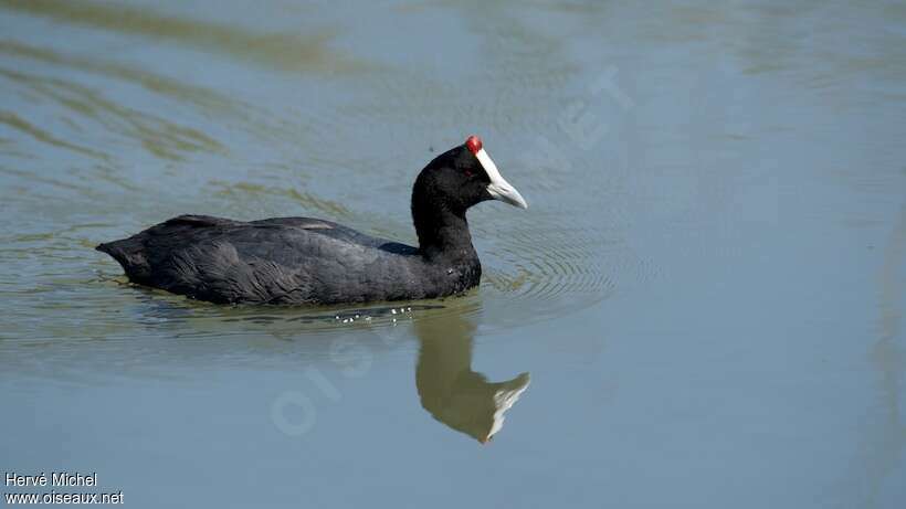 Red-knobbed Cootadult, identification