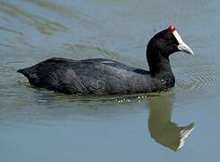 Red-knobbed Coot