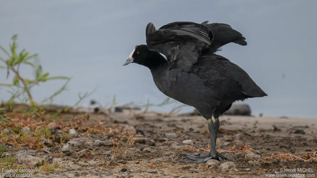 Red-knobbed Cootadult