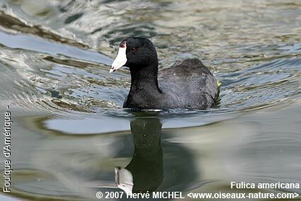 American Cootadult breeding