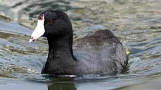 American Coot