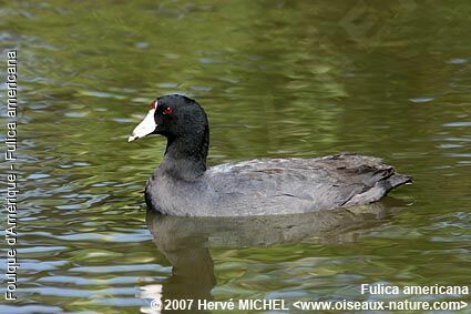 American Cootadult breeding