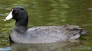 American Coot