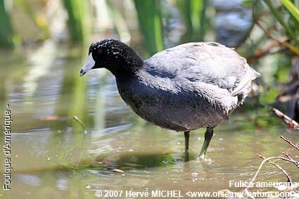 American Cootadult breeding