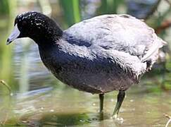 American Coot