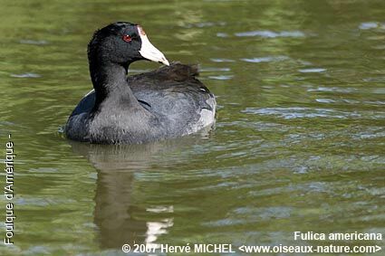 American Cootadult breeding