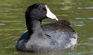 American Coot