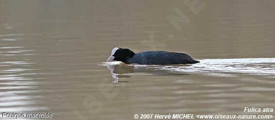 Eurasian Cootadult