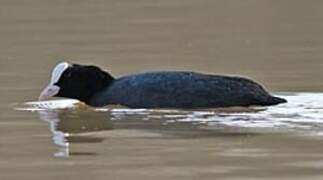 Eurasian Coot