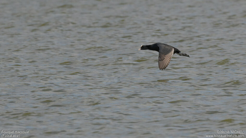 Eurasian Coot