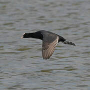 Eurasian Coot