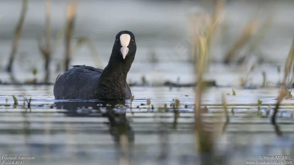 Eurasian Cootadult breeding