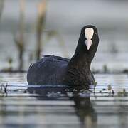 Eurasian Coot