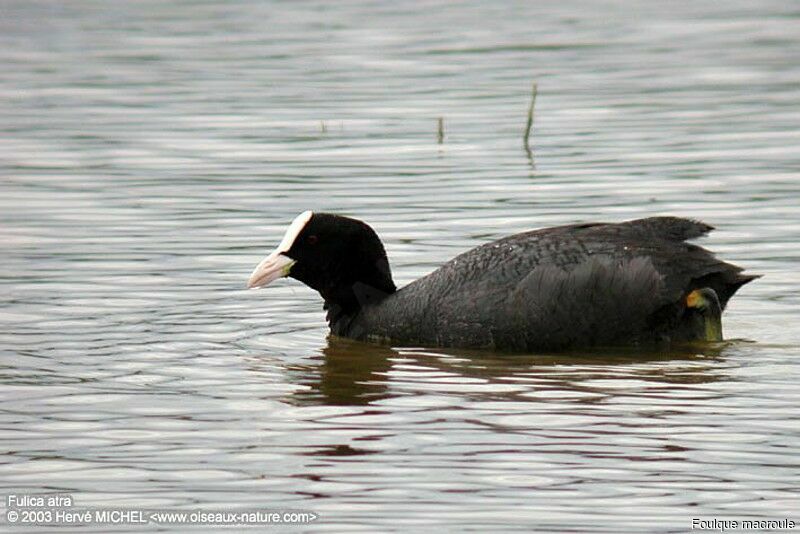 Eurasian Coot