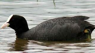 Eurasian Coot