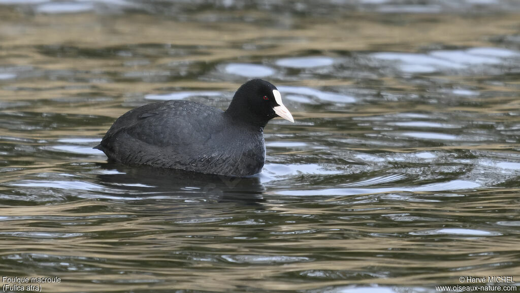 Foulque macroule