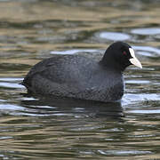 Eurasian Coot