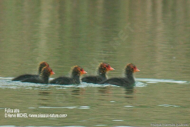 Eurasian Coot