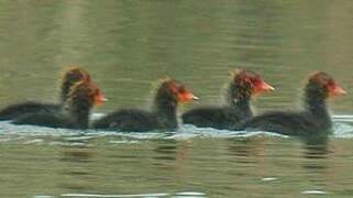 Eurasian Coot