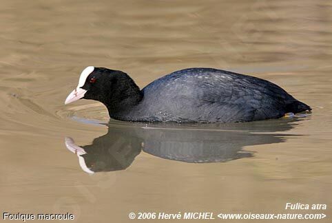 Eurasian Cootadult