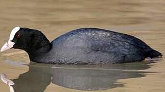 Eurasian Coot