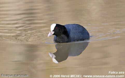 Foulque macrouleadulte