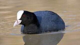 Eurasian Coot