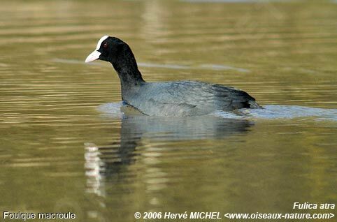 Eurasian Cootadult