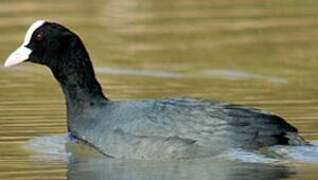 Eurasian Coot