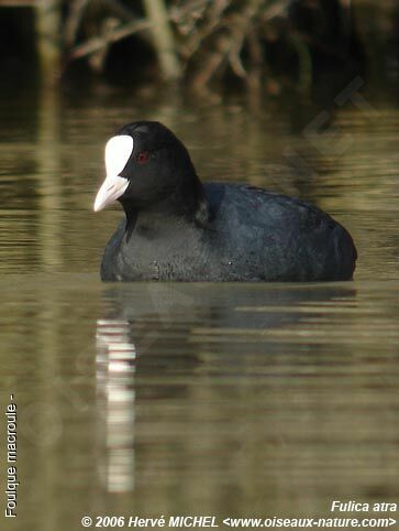 Eurasian Cootadult