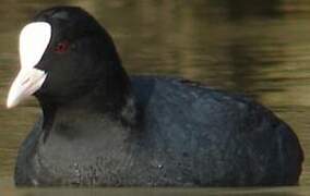 Eurasian Coot