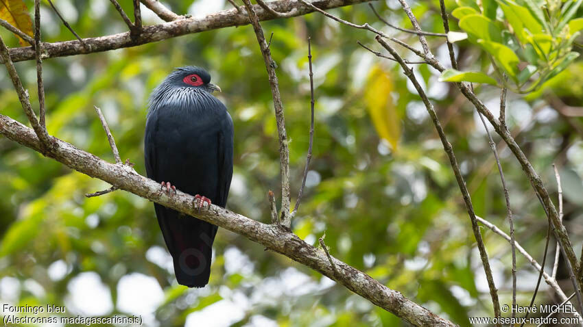 Madagascar Blue Pigeonadult