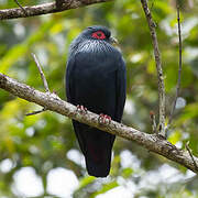 Madagascar Blue Pigeon