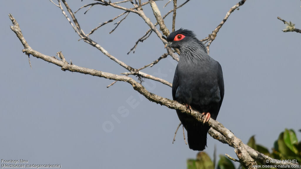 Founingo bleuadulte